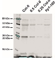 HY1 | Heme Oxygenase 1 in the group Antibodies Plant/Algal / Developmental Biology / Signal transduction at Agrisera AB (Antibodies for research) (AS12 2636)